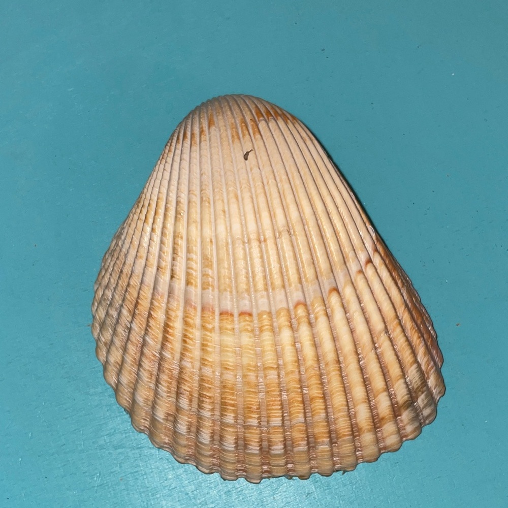 Decorative Sea Turtle Shell Dish - Picture 2 of 2